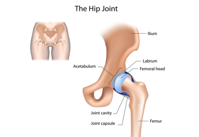 Hip Joint illustration
